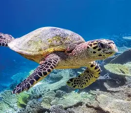 image of a sea turtle